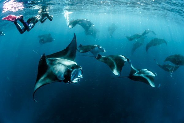 Quels sont les meilleurs spots pour une plongée avec les mantas en Indonésie?